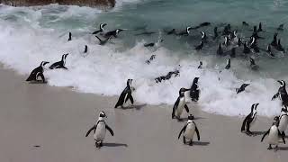 Penguins at Boulders Beach Capetown South Africa [upl. by Savory]