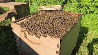 Honey Bee Expert Shares Top Swarm Relocation Secrets [upl. by Dobb]