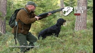 Hunting capercaillie and blackgrouse by Kristoffer Clausen [upl. by Htnamas]