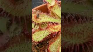 sundew with stunning double fly catch  Spoonleaf Sundew  Ghazian Eye Naturalist [upl. by Nabe51]