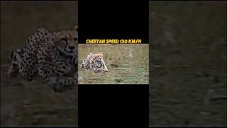 Cheetah chasing impala trending shorts animals wildlife cheetah youtubeshorts impala [upl. by Lyssa]