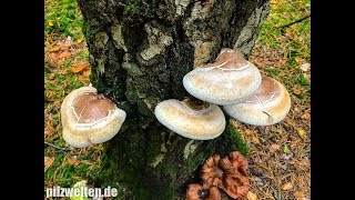 Birkenporlinge ernten und verarbeiten  Heilpilz  Vitalpilz  Piptoporus Betulinus [upl. by Abehsile]