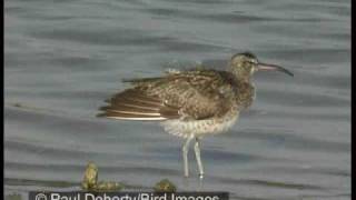 Slenderbilled curlew compared to whimbrel and curlew [upl. by Falzetta173]