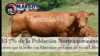 El 7 de los Adultos Estadounidenses creen que la Leche con Chocolate proviene de las Vacas Cafés [upl. by Diskin]