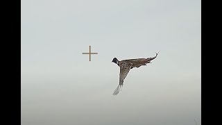 2022 South Dakota Pheasant Hunting  Highlights [upl. by Joete]