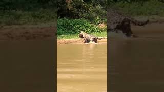 Yaguareté Jaguar cazando Yacaré en el Pantanal Brasil [upl. by Onitsirc901]