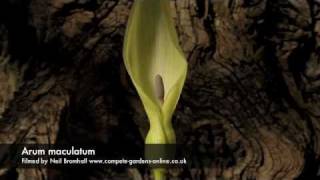 Arum maculatum flower opening time lapse [upl. by Nibur]