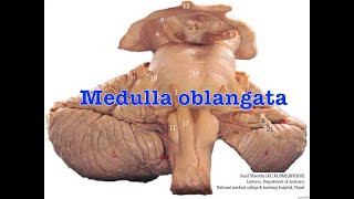 Free MBBS BDS Anatomy notes Medulla Oblongata Anatomy Shortcut [upl. by Halika659]