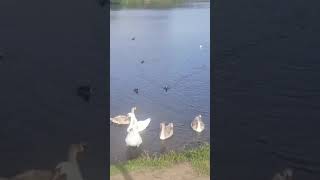 Stourport on Severn england nature youtubeshorts fyoupage [upl. by Arahahs]