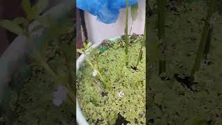 Bacopa muneiri brahmi saag eassy to grow ytshorts aquaticplants [upl. by Enaht]