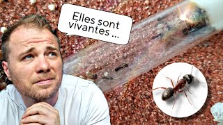 Des nouvelles de mon élevage de fourmis Messor Barbarus [upl. by Osbourne]