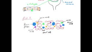 A level Ultrafiltration in the kidneys [upl. by Rebmyk]