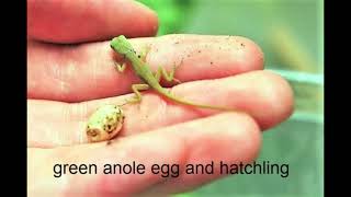 green anole egg care [upl. by Vani]