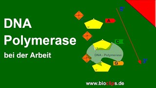 DNAPolymerase bei der Arbeit [upl. by Kciredorb]