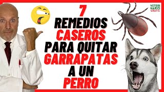 🟢 ¿CÓMO QUITAR Y ELIMINAR GARRAPATAS A UN PERRO CON REMEDIOS CASEROS Y NATURALES 🟢 [upl. by Anrehs]