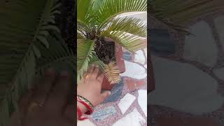 sago palm plant🏝️ sagopalmplant lyrics arikaplant indorplant shorts plantshorts sagoshorts [upl. by Tail959]