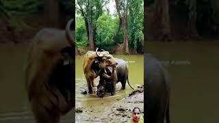 elephant wildlife animals wildanimals nature funny cute [upl. by Euqinad]