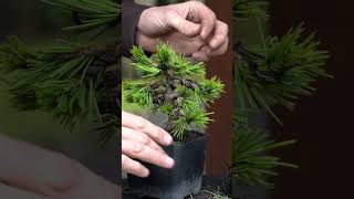 Styling a Pine bonsai pinetwork bonsai diy [upl. by Oibaf]