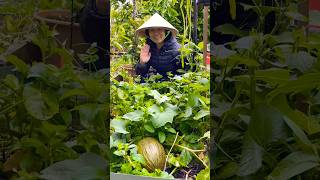 Fruit Cutting Melon Piel De Sapo 🍈 shorts satisfying fruitcutting fruit melon [upl. by Belda182]