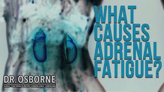 What Causes Adrenal Fatigue [upl. by Ettereve]