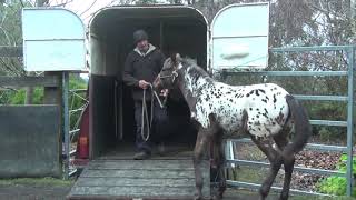 Horse Training  We teach our young horses to Float and Truck load  Friesian Knabstrupper [upl. by Norvin344]