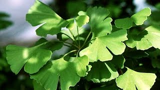 Ginkgo Biloba for Tinnitus  How Magical and Who For [upl. by Dorran913]