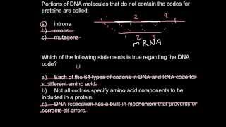 Introns exons and codons [upl. by Namlas]