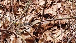 Keeled Rat Snake Ptyas Carinatakdcf [upl. by Paulie]