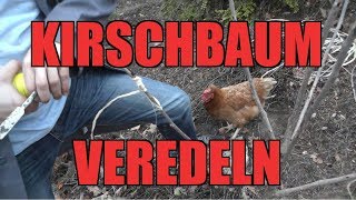 Kirschbaum VEREDELN  So wirds gemacht [upl. by Vite]