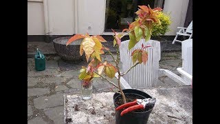 Propagating Cactus  How to take cuttings amp prune Pereskia [upl. by Morganstein]