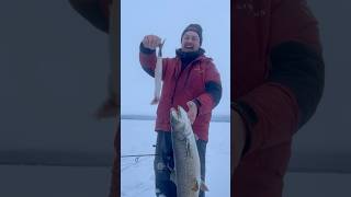 Giant lake trout spits up big whitefish at lake Louise Alaska Chasing tales guide service [upl. by Denbrook870]