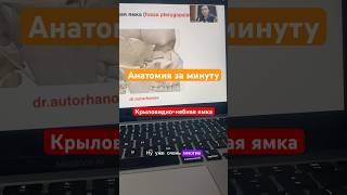 Крыловиднонебная ямка анатомия врач медицина студентмедик шортс shortvideo shorts [upl. by Einafats951]