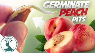 Growing a Peach Tree From Seed  Super Easy How To Grow Peaches From Pit [upl. by Akema]