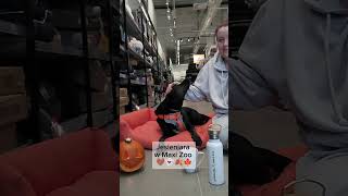 U nas nawet pupile czują magię jesieni i Halloween🎃👻🦇maxizoo maxizoopl halloween jesieniara [upl. by Ojeitak349]