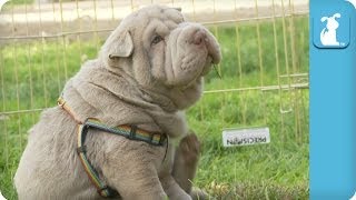 Wrinkly Shar Pei Puppy Gives Himself a Good Scratch  Puppy Love [upl. by Alsworth]