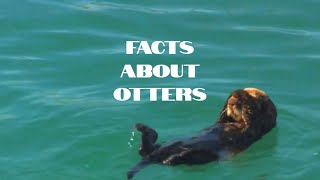 What Are The Differences Between River Otters And Sea Otters [upl. by Perceval]