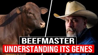 🔴 Exploring The BEEFMASTER Bovine Breed Understanding Its Genes Colors And Unique Adaptability ✅ [upl. by Sabu600]