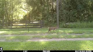 Florida Bobcat chased by Doe [upl. by Kassey445]