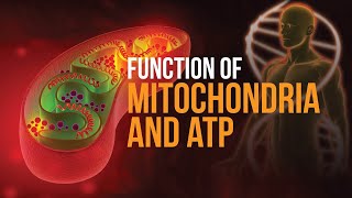 What is the function of Mitochondria and ATP [upl. by Hedy267]