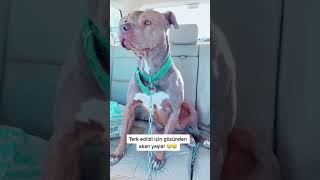 Gözünden Yaş Geldi  Terk Edilen Yasaklı Irk Köpekler Sokaklara Salınıyor PitbullDogo Bully Tosa [upl. by Anirazc363]