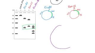 Restriction Mapping [upl. by Abbottson]