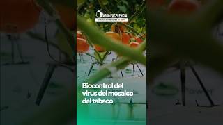 Biocontrol del virus del mosaico del tabaco 🌱🍅 TMV virus tomate MosaicodelTabaco biocontrol [upl. by Cleveland]