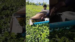 Tea leaf harvest shortvideo automobile subscribe ytshortsindia shorts shortsfeed newshorts [upl. by Adniles461]