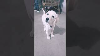 zoey puppy dog doglover dogreaction assam labradorretreiver doglover youtube [upl. by Barrada]