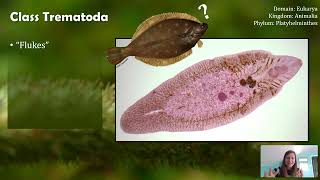 Class Trematoda Flukes not Flounder [upl. by Guidotti]