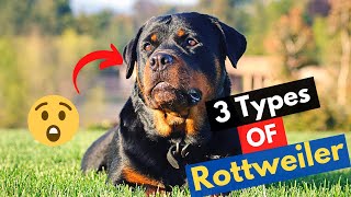 What are the 3 Types of Rottweilers Which type do you have or looking to get [upl. by Annah318]