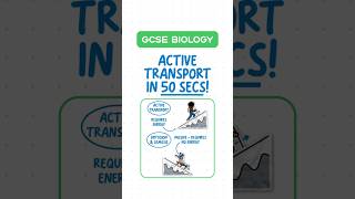 GCSE Biology  Active Transport in 60 Seconds ⏱️ [upl. by Blakeley]