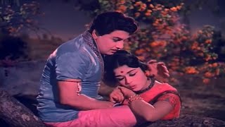 Thottal Poo Malarum  Padakotti  MGR  Sarojadevi  T M Soundararajan P Susheela  Classic Hits [upl. by Alexi]