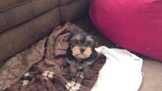 Yorkie poo puppy bark [upl. by Yleek]