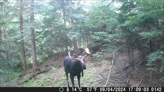 Trail Camera Video Sept 21 2024 [upl. by Llenad]